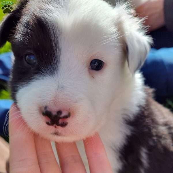 Everett, Border Collie Puppy